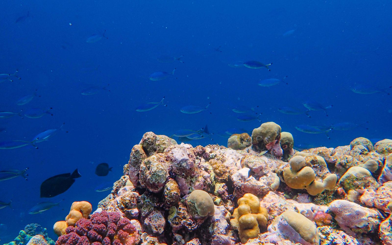 SeaBob F5 S Underwater Reef Glider